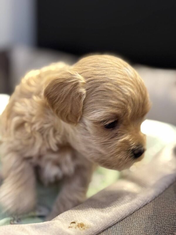 Alisha Maltipoo Alisha Maltipoo