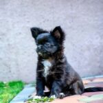 Alisha-female-chihuahua-puppy-for-sale-1