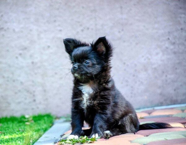 Alisha Chihuahua Alisha Chihuahua