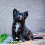 Alisha-female-chihuahua-puppy-for-sale-2