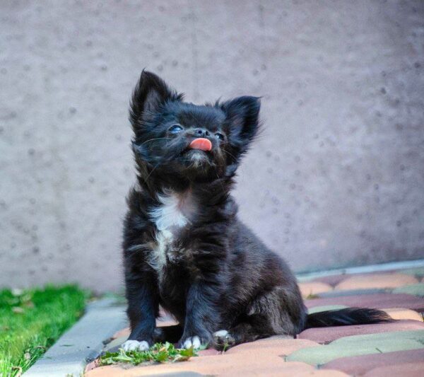 Alisha Chihuahua Alisha Chihuahua