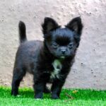 Alisha-female-chihuahua-puppy-for-sale-3