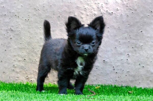 Alisha Chihuahua Alisha Chihuahua