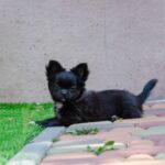 Alisha-female-chihuahua-puppy-for-sale-4