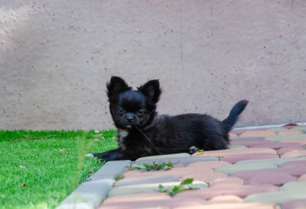 Alisha Chihuahua Alisha Chihuahua