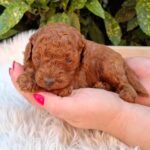 Alvin-male-miniature-poodle-puppy-for-sale- (1)