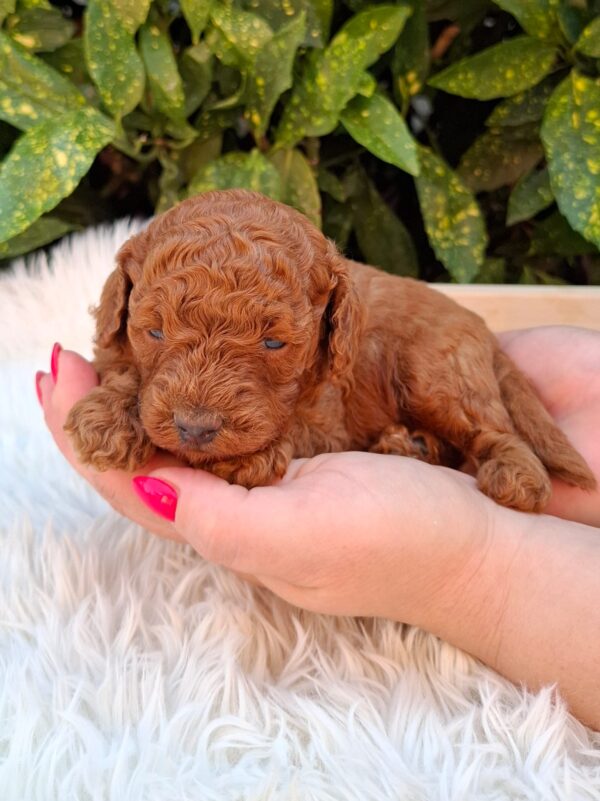 Alvin Miniature Poodle