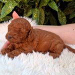 Alvin-male-miniature-poodle-puppy-for-sale- (2)
