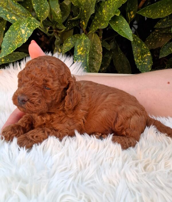Alvin Miniature Poodle