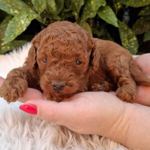 Alvin Miniature Poodle