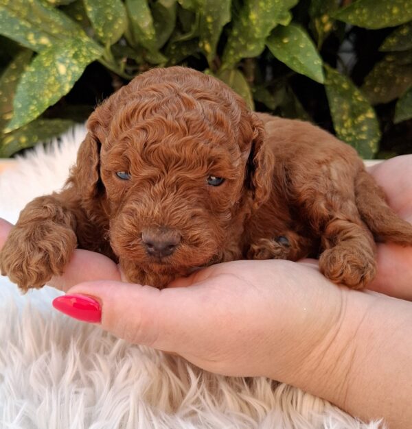 Alvin Miniature Poodle