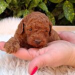 Alvin-male-miniature-poodle-puppy-for-sale- (4)