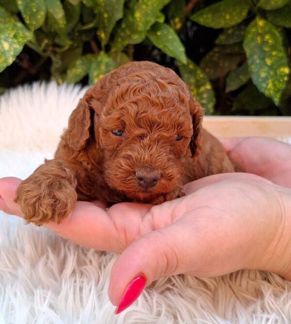 Alvin Miniature Poodle