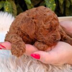 Alvin-male-miniature-poodle-puppy-for-sale- (5)