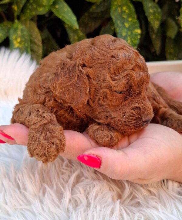 Alvin Miniature Poodle