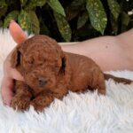 Alvin-male-miniature-poodle-puppy-for-sale- (6)