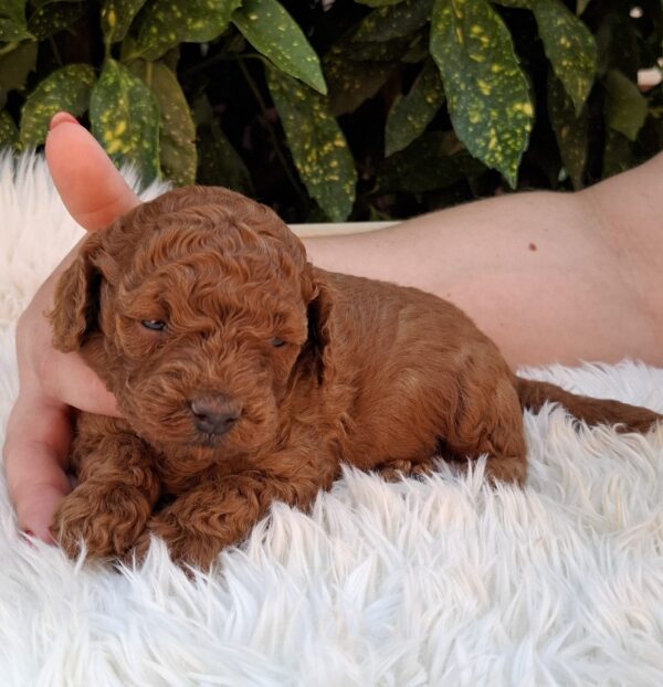 Alvin Miniature Poodle