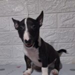 Amalia-female-Miniature-Bull-Terrier-puppy-for-sale-1 (1)
