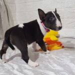 Amalia-female-Miniature-Bull-Terrier-puppy-for-sale-1 (2)