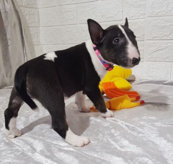 Amalia Miniature Bull Terrier Amalia Miniature Bull Terrier