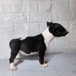 Amalia-female-Miniature-Bull-Terrier-puppy-for-sale-1 (3)