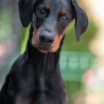 Amazonia-female-dobermann-puppy-for-sale-1