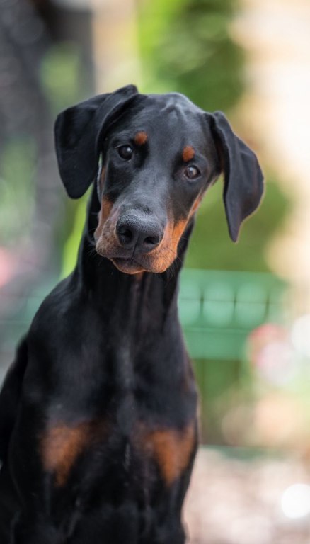 Amazonia Dobermann