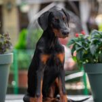 Amazonia-female-dobermann-puppy-for-sale-2