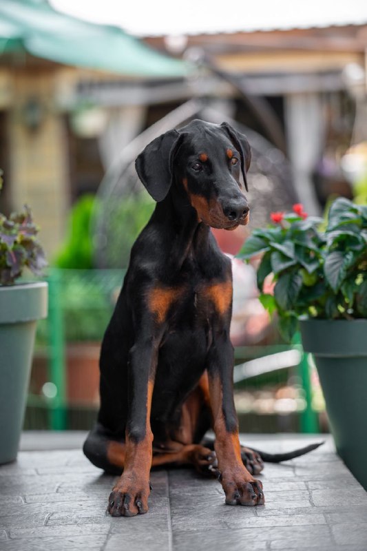 Amazonia Dobermann
