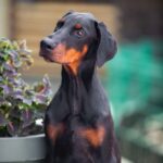Trinity Dobermann