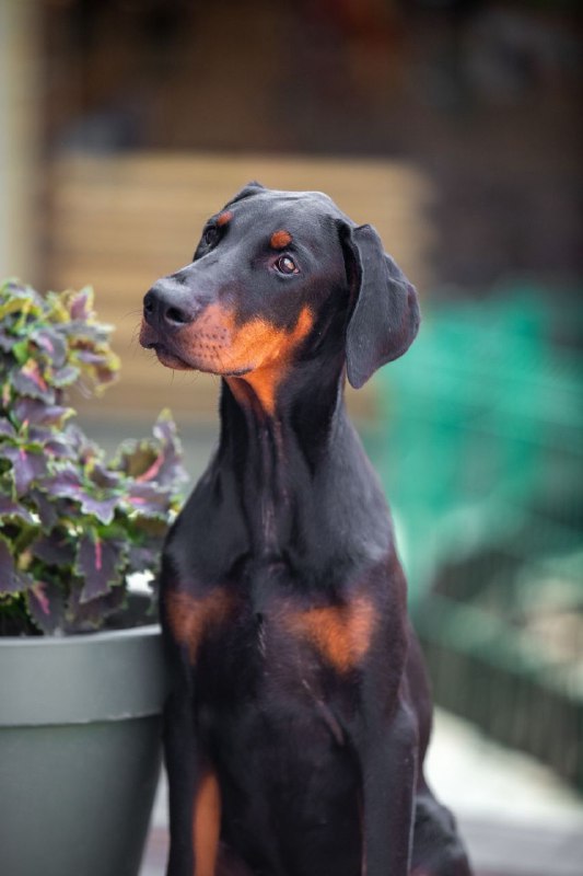 Amazonia Dobermann