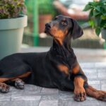 Amazonia-female-dobermann-puppy-for-sale-4