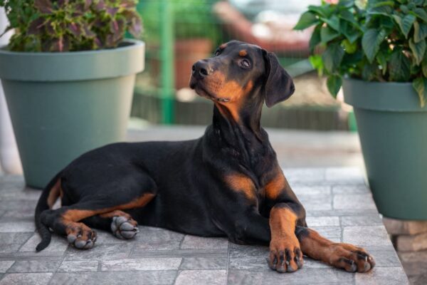 Amazonia Dobermann