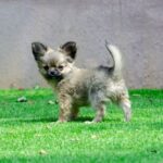 Amis-male-Chihuahua-puppy-for-sale-1