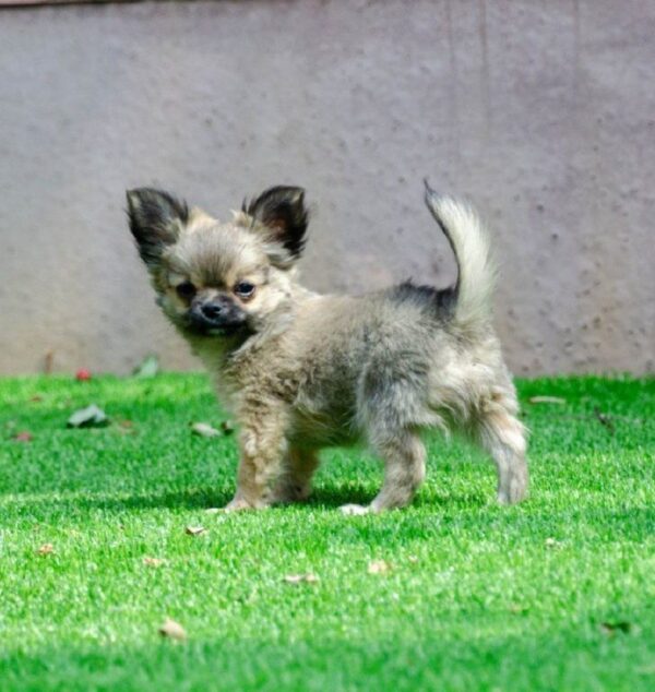 Amis Chihuahua Amis Chihuahua