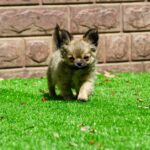 Amis-male-Chihuahua-puppy-for-sale-2