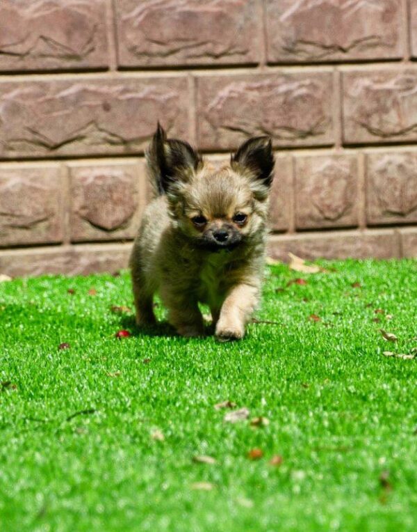 Amis Chihuahua Amis Chihuahua