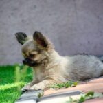 Amis-male-Chihuahua-puppy-for-sale-3