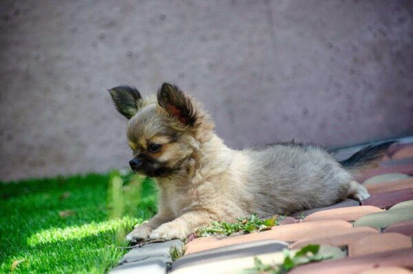 Amis Chihuahua Amis Chihuahua