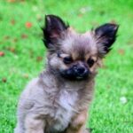 Amis-male-Chihuahua-puppy-for-sale-4