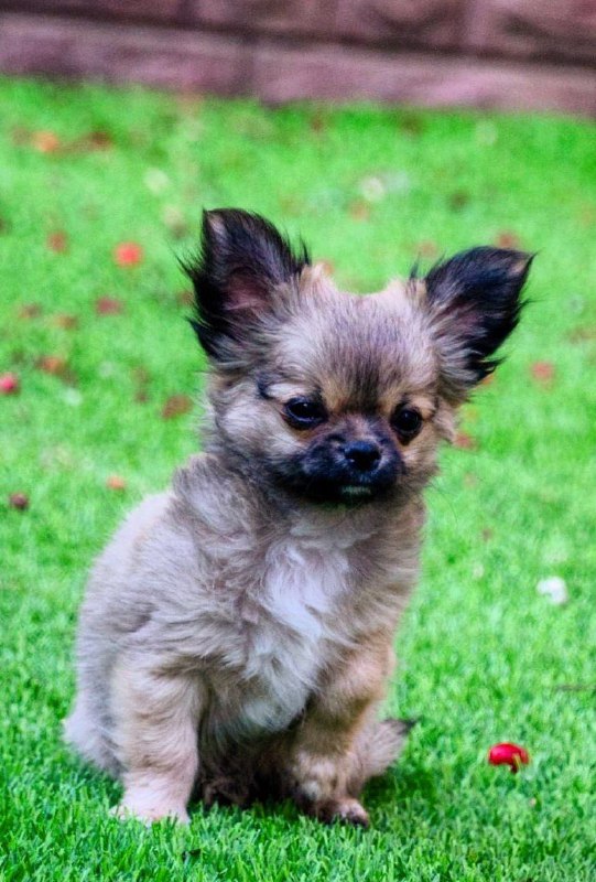 Amis Chihuahua Amis Chihuahua