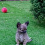 Amis-male-Chihuahua-puppy-for-sale-5