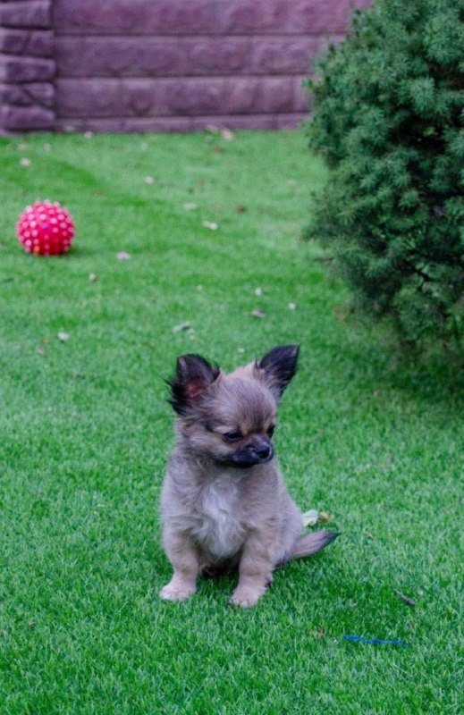 Amis Chihuahua Amis Chihuahua