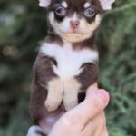 Amur-male-Chihuahua-puppy-for-sale-1