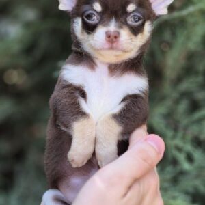 Amur Chihuahua Amur Chihuahua