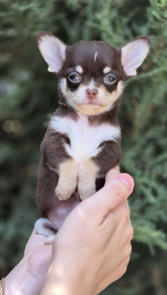 Amur Chihuahua