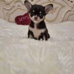 Amur-male-Chihuahua-puppy-for-sale-2