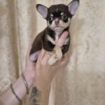 Amur-male-Chihuahua-puppy-for-sale-3