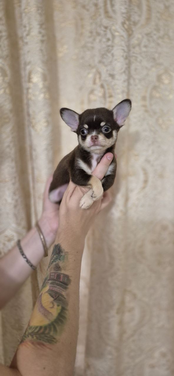 Amur Chihuahua