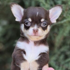 Amur Chihuahua Amur Chihuahua